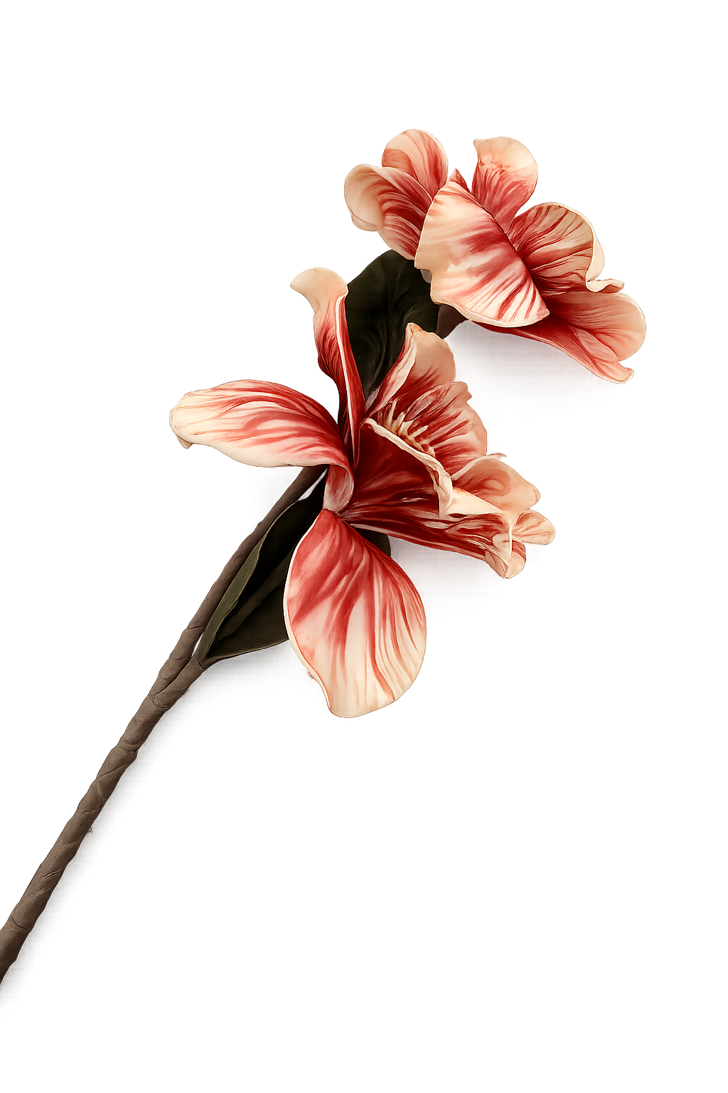 CVET - decoration